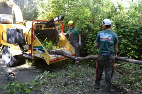 tree services Tarpey Village